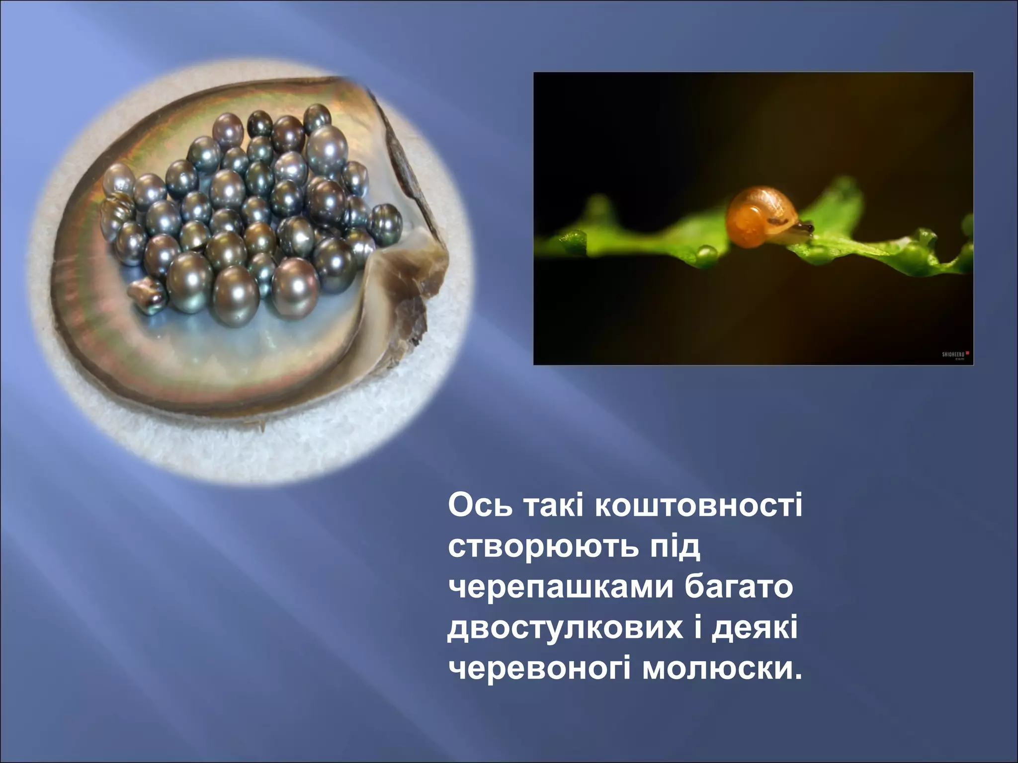 Ось такі коштовності
створюють під
черепашками багато
двостулкових і деякі
черевоногі молюски.
 