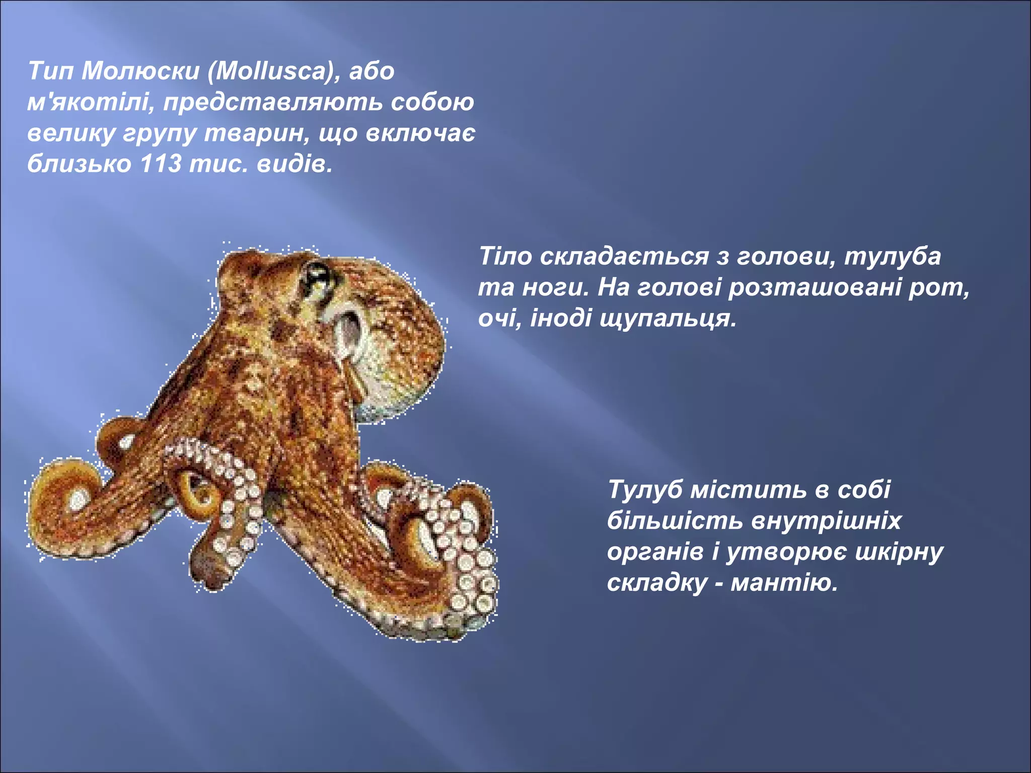 Тип Молюски (Mollusca), або
м'якотілі, представляють собою
велику групу тварин, що включає
близько 113 тис. видів.
Тіло складається з голови, тулуба
та ноги. На голові розташовані рот,
очі, іноді щупальця.
Тулуб містить в собі
більшість внутрішніх
органів і утворює шкірну
складку - мантію.
 