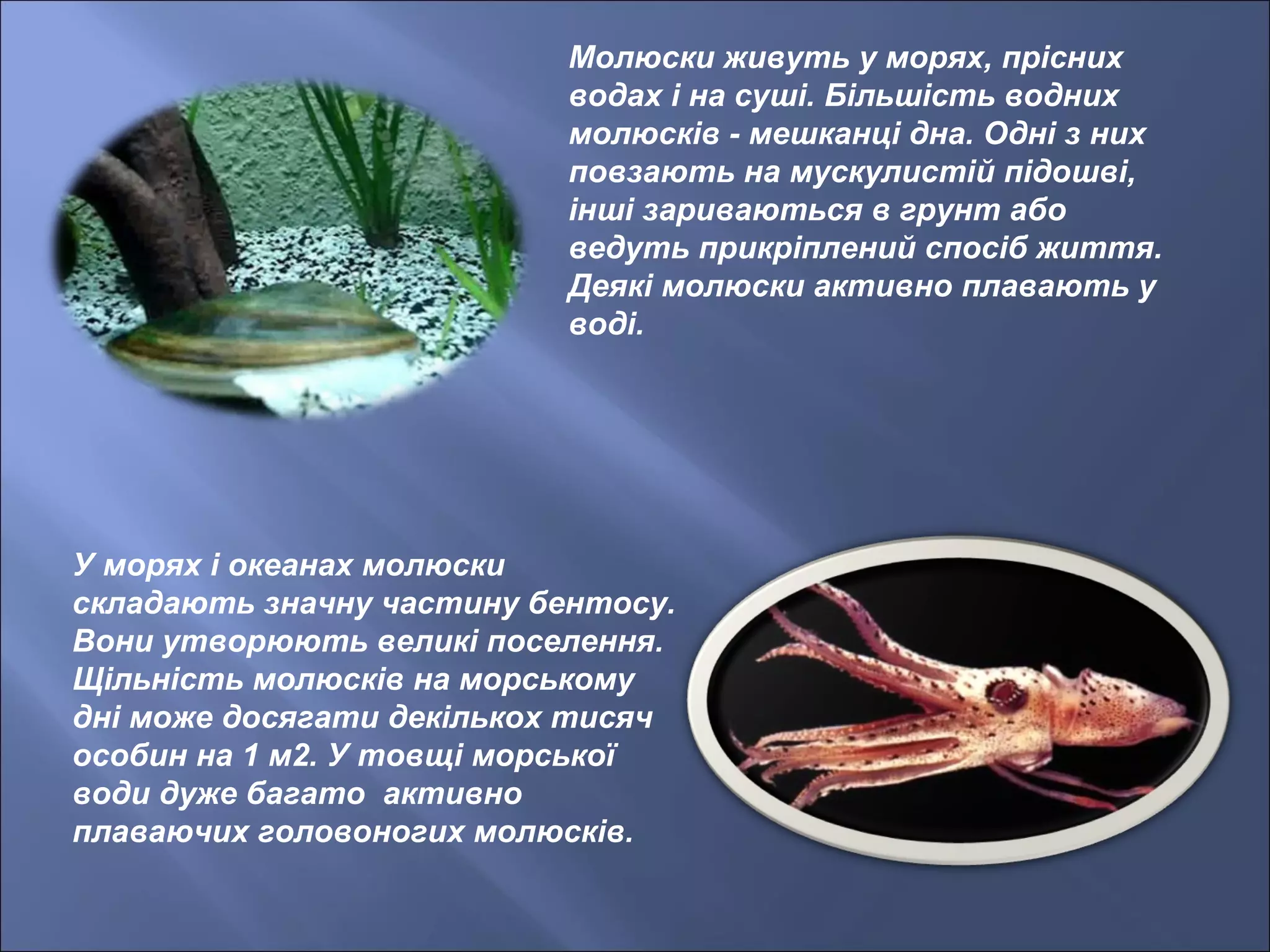 Молюски живуть у морях, прісних
водах і на суші. Більшість водних
молюсків - мешканці дна. Одні з них
повзають на мускулистій підошві,
інші зариваються в грунт або
ведуть прикріплений спосіб життя.
Деякі молюски активно плавають у
воді.
У морях і океанах молюски
складають значну частину бентосу.
Вони утворюють великі поселення.
Щільність молюсків на морському
дні може досягати декількох тисяч
особин на 1 м2. У товщі морської
води дуже багато активно
плаваючих головоногих молюсків.
 