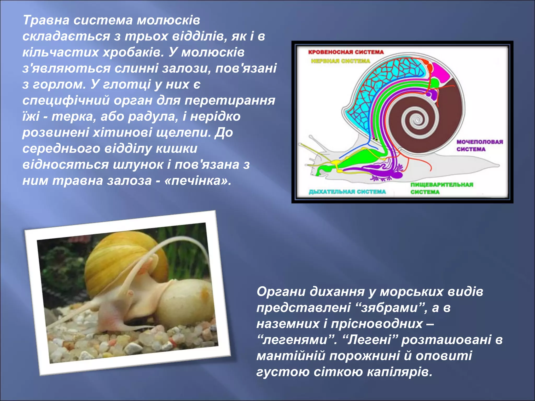 Травна система молюсків
складається з трьох відділів, як і в
кільчастих хробаків. У молюсків
з'являються слинні залози, пов'язані
з горлом. У глотці у них є
специфічний орган для перетирання
їжі - терка, або радула, і нерідко
розвинені хітинові щелепи. До
середнього відділу кишки
відносяться шлунок і пов'язана з
ним травна залоза - «печінка».
Органи дихання у морських видів
представлені “зябрами”, а в
наземних і прісноводних –
“легенями”. “Легені” розташовані в
мантійній порожнині й оповиті
густою сіткою капілярів.
 