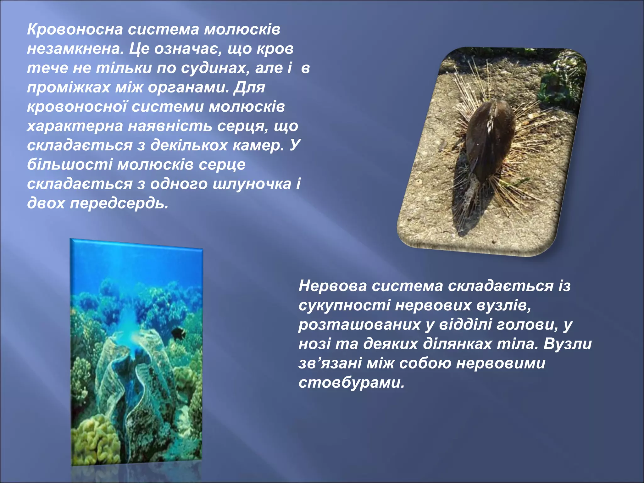 Кровоносна система молюсків
незамкнена. Це означає, що кров
тече не тільки по судинах, але і в
проміжках між органами. Для
кровоносної системи молюсків
характерна наявність серця, що
складається з декількох камер. У
більшості молюсків серце
складається з одного шлуночка і
двох передсердь.
Нервова система складається із
сукупності нервових вузлів,
розташованих у відділі голови, у
нозі та деяких ділянках тіла. Вузли
зв’язані між собою нервовими
стовбурами.
 