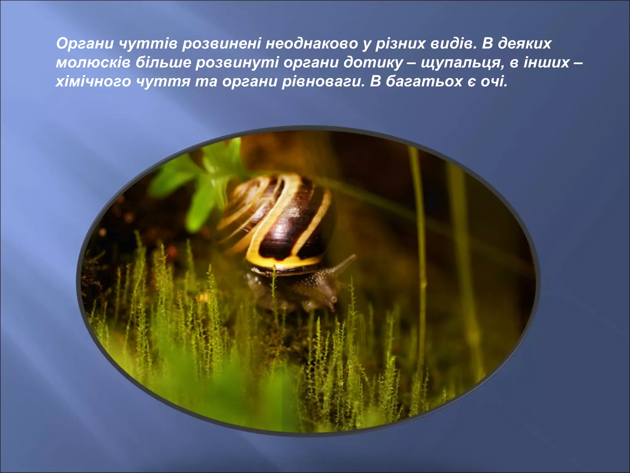 Органи чуттів розвинені неоднаково у різних видів. В деяких
молюсків більше розвинуті органи дотику – щупальця, в інших –
хімічного чуття та органи рівноваги. В багатьох є очі.
 