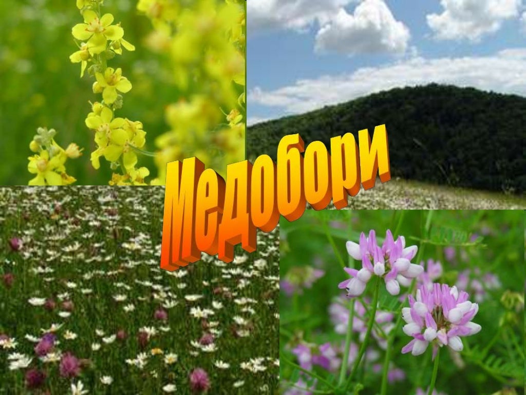лісостеп