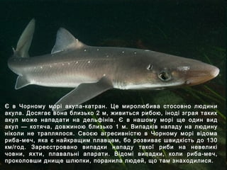 Є в Чорному морі акула-катран. Це миролюбива стосовно людини
акула. Досягає вона близько 2 м, живиться рибою, іноді зграя таких
акул може нападати на дельфінів. Є в нашому морі ще один вид
акул — котяча, довжиною близько 1 м. Випадків нападу на людину
ніколи не траплялося. Своєю агресивністю в Чорному морі відома
риба-меч, яка є найкращим плавцем, бо розвиває швидкість до 130
км/год. Зареєстровано випадки нападу такої риби на невеликі
човни, яхти, плавальні апарати. Відомі випадки, коли риба-меч,
проколовши днище шлюпки, поранила людей, що там знаходилися.
 