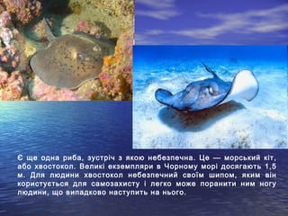 Є ще одна риба, зустріч з якою небезпечна. Це — морський кіт,
або хвостокол. Великі екземпляри в Чорному морі досягають 1,5
м. Для людини хвостокол небезпечний своїм шипом, яким він
користується для самозахисту і легко може поранити ним ногу
людини, що випадково наступить на нього.
 