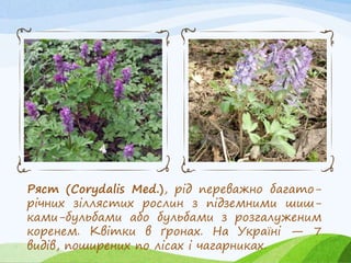 Ряст (Corydalis Med.), рід переважно багато-
річних зіллястих рослин з підземними шиш-
ками-бульбами або бульбами з розгалуженим
коренем. Квітки в ґронах. На Україні — 7
видів, поширених по лісах і чагарниках.
 