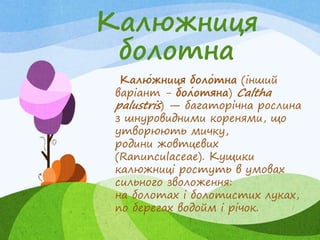 Калюжниця
болотна
Калю́жниця боло́тна (інший
варіант - бол́отяна) Caltha
palustris) — багаторічна рослина
з шнуровидними коренями, що
утворюють мичку,
родини жовтцевих
(Ranunculaceae). Кущики
калюжниці ростуть в умовах
сильного зволоження:
на болотах і болотистих луках,
по берегах водойм і річок.
 