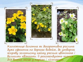 Калюжниця болотна як декоративна рослина
дуже ефектна по берегах водойм, де утворює
яскраву золотисту кайму рясним цвітінням і
великими квітками. Її рекомендують також
для вогких місць у парках і лісопарках.
 