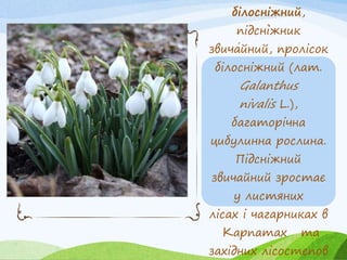 білосніжний,
підсні́жник
звича́йний, пролісок
білосніжний (лат.
Galanthus
nivalis L.),
багаторічна
цибулинна рослина.
Підсніжний
звичайний зростає
у листяних
лісах і чагарниках в
Карпатах та
західних лісостепов
 