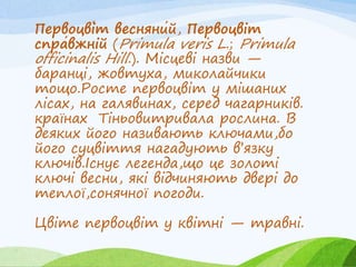 Первоцві́т весняни́й, Первоцвіт
спра́вжній (Primula veris L.; Primula
officinalis Hill.). Місцеві назви —
баранці, жовтуха, миколайчики
тощо.Росте первоцвіт у мішаних
лісах, на галявинах, серед чагарників.
країнах Тіньовитривала рослина. В
деяких його називають ключами,бо
його суцвіття нагадують в’язку
ключів.Існує легенда,що це золоті
ключі весни, які відчиняють двері до
теплої,сонячної погоди.
Цвіте первоцвіт у квітні — травні.
 