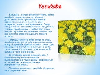 Кульбаба – символ весняного тепла. Квітка
кульбаби народилася на світ цікавою і
допитливою. Вона прокинулася навесні,
подивилася навколо й помітила вгорі
прекрасне, велике та яскраве сонце. Сонце
глянуло на неї, залоскотало своїми тендітними,
теплими промінчиками – і квітка враз стала
жовтою. Кульбаба так полюбила сонечко, що
вже не могла відвести від нього палкого
погляду.
І відтоді, тільки-но зійде сонце на сході,
кульбаба дивиться на схід, підніметься сонце
вгору – і кульбаба піднімає голівку, сонце сідає
на захід – й очі кульбаби дивляться на захід. І
так протягом усього життя, доки не постаріє
кульбаба та не стане сивою.
За кульбабою можна визначати час. У
сонячну погоду кошики кульбаби
відкриваються о 6 годині ранку і закриваються
о 3 годині дня. У негоду квітки не
розкриваються зовсім.
Лікувальні властивості кульбаби цінувалися
ще в стародавні часи.
Кульбаба
 