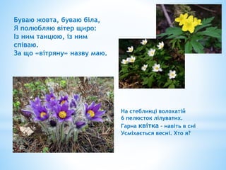 Буваю жовта, буваю біла,
Я полюбляю вітер щиро:
Із ним танцюю, із ним
співаю.
За що «вітряну» назву маю.
На стеблинці волохатій
6 пелюсток лілуватих.
Гарна квітка – навіть в сні
Усміхається весні. Хто я?
 