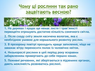 Чому ці рослини так рано
зацвітають весною?
1. На деревах і кущах ще немає листя і трав’янисті
первоцвіти отримують достатню кількість сонячного світла.
2. Після сходу снігу земля насичена вологою, яка є
необхідною умовою для нормального розвитку рослин.
3. В прозорому повітрі проходить краще запилення, ніщо не
заважає вітру переносити пилок із чоловічих квіток.
4. Низькорослі рослини в цей період року яскравим
забарвленням привертають до себе перших комах.
5. Поживні речовини, які зберігаються в підземних органах,
дають можливість розвиватись рослині.
 