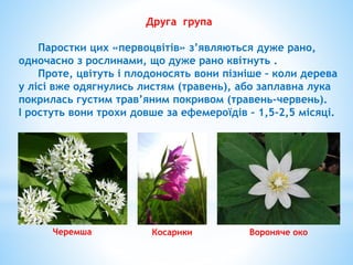 Друга група
Паростки цих «первоцвітів» з’являються дуже рано,
одночасно з рослинами, що дуже рано квітнуть .
Проте, цвітуть і плодоносять вони пізніше – коли дерева
у лісі вже одягнулись листям (травень), або заплавна лука
покрилась густим трав’яним покривом (травень-червень).
І ростуть вони трохи довше за ефемероїдів – 1,5-2,5 місяці.
Черемша Косарики Вороняче око
 