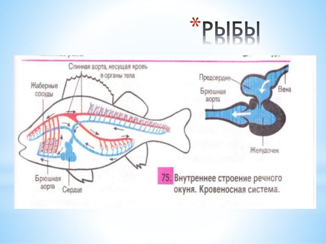 Кровеносная система животных схема