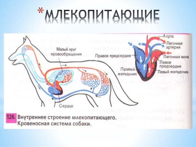 У каких животных впервые появилась кровеносная система. Эволюция кровеносной системы тип кольчатые черви. Строение кровеносной системы кольчатых червей. У каких животных впервые появилась кровеносная система. Кровеносная система кольчатых червей 7 класс.