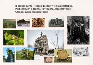 В основе сайта — сосна фантастических размеров.
Информация о дереве, материале, лесозаготовке.
Староверы на лесозагатовке.
 