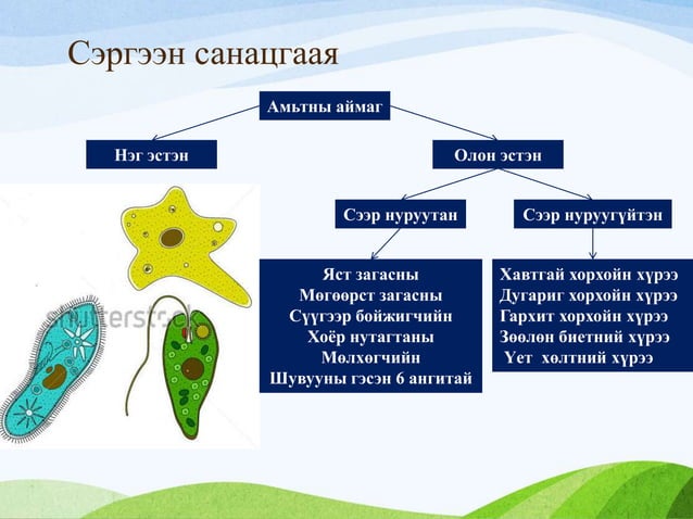 амьтны аймаг