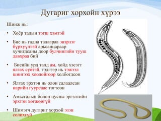 амьтны аймаг | PPT