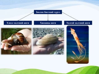 Зөөлөн биетний хүрээ
Толгой хөлтний ангиХясааны ангиХэвэл хөлтний анги
 