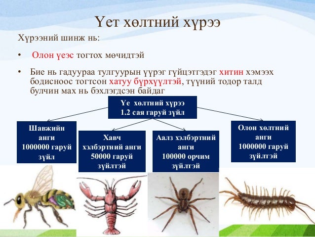 амьтны аймаг
