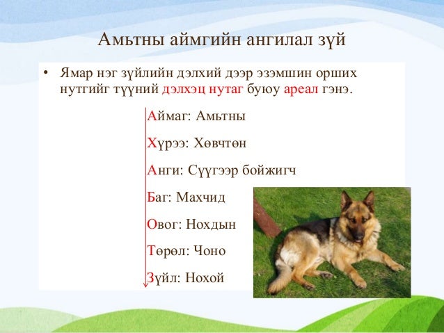 амьтны аймаг