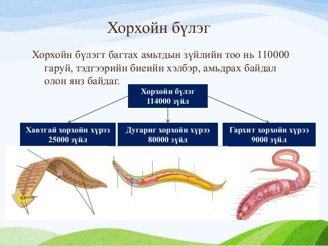 амьтны аймаг