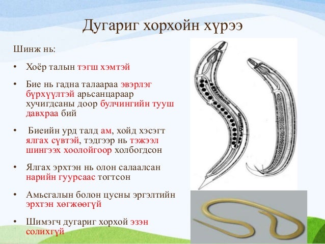 амьтны аймаг