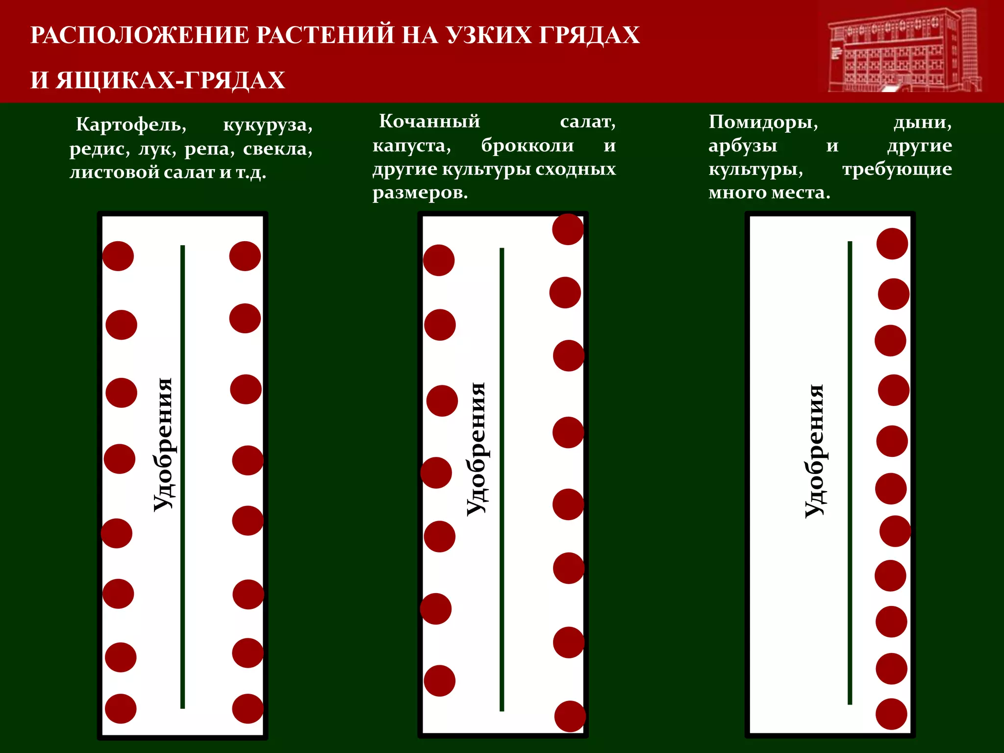 РАСПОЛОЖЕНИЕ РАСТЕНИЙ НА УЗКИХ ГРЯДАХ
И ЯЩИКАХ-ГРЯДАХ
Картофель, кукуруза,
редис, лук, репа, свекла,
листовой салат и т.д.
Кочанный салат,
капуста, брокколи и
другие культуры сходных
размеров.
Помидоры, дыни,
арбузы и другие
культуры, требующие
много места.
Удобрения
Удобрения
Удобрения
 