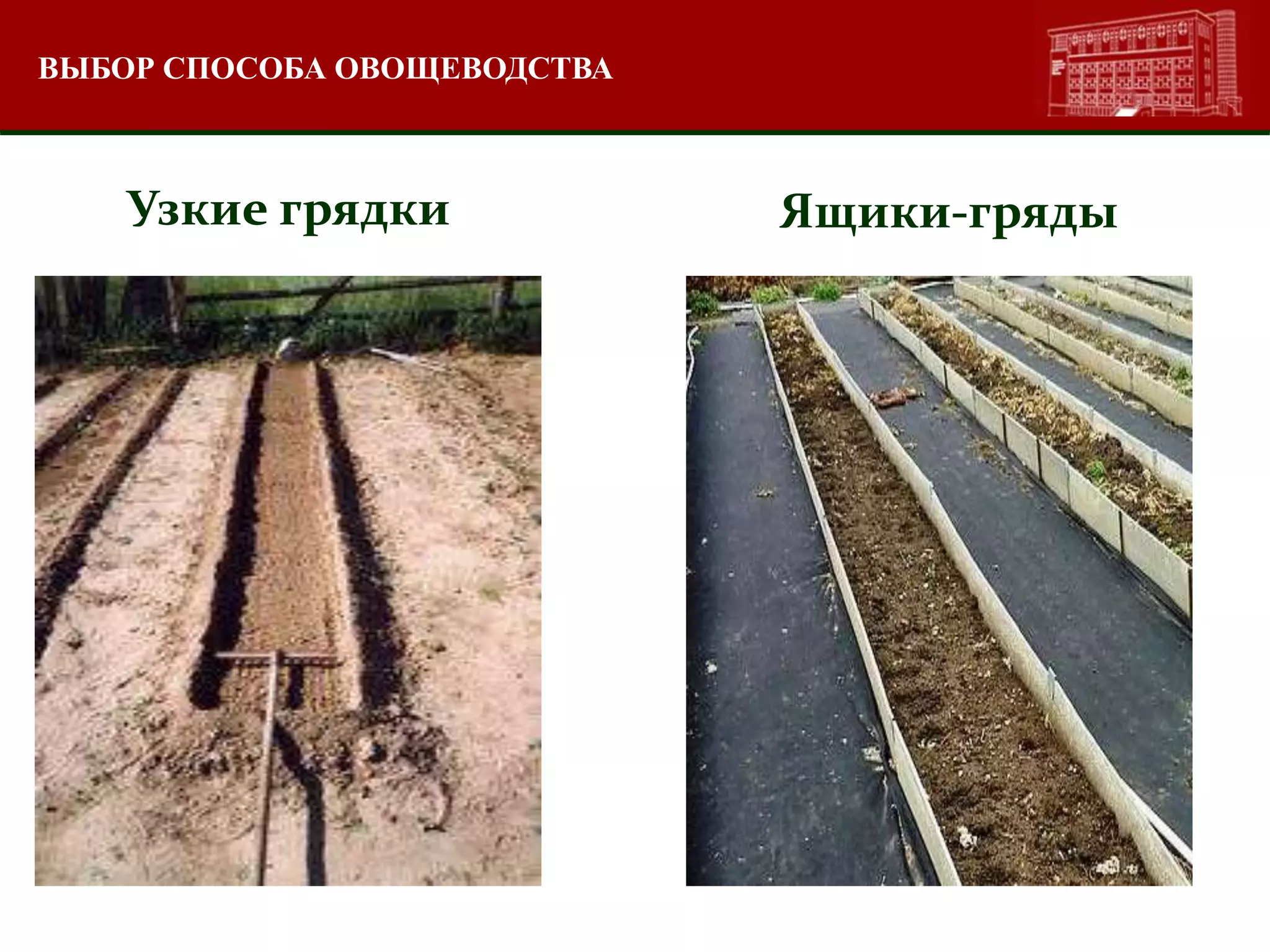 ВЫБОР СПОСОБА ОВОЩЕВОДСТВА
Узкие грядки Ящики-гряды
 