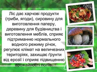 Ліс дає харчові продукти
(гриби, ягоди), сировину для
виготовлення паперу,
деревину для будівництва і
виготовлення меблів, сприяє
підтриманню нормального
водного режиму річок,
регулює клімат на величезних
територіях, захищає ґрунти
від ерозії і сприяє підвищенню
врожайності полів.
 