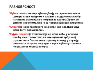 РАЗНОВРСНОСТ
*Кућна сонога:живи у кућама.Данју се скрива иза неког
ормара или у хладним и влажним подрумима,а ноћу
излази из скровишта у потрази за храном.Храни се
ситним инсектима.Она је за човека корисан животинја.
*Стрига:је највећа стонога која живи код нас.Њен ујед
може бити веома болан.
*Гујуин чешаљ:је стонога која се може наћи у опалом
лишћу.Има глатко тело са ножицама на трбушној
страни тела.Пошто нема отровну жлезду у случају
опасности склупча се у круг и лучи жућкасут течност
непријатног мириса и укуса
 