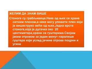ЖЕЛИМ ДА ЗНАМ ВИШЕ
Стоноге су грабљивице.Неке од њих се хране
ситним пленом,а неке могу уловити плен који
је вишеструко већи од њих.Једна врста
стоноге,која је дугачка око 20
центиметара,храни се гуштерима.Својим
јаким отровом за један минут паралише
гуштера који услед јачине отрова поцрни и
угине
 