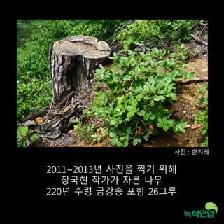 2011~2013년 사진을 찍기 위해
장국현 작가가 자른 나무
220년 수령 금강송 포함 26그루
사진 : 한겨레
 