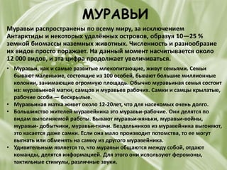 МУРАВЬИ
Муравьи распространены по всему миру, за исключением
Антарктиды и некоторых удалённых островов, образуя 10—25 %
земной биомассы наземных животных. Численность и разнообразие
их видов просто поражает. На данный момент насчитывается около
12 000 видов, и эта цифра продолжает увеличиваться.
• Муравьи, как и самые развитые млекопитающие, живут семьями. Семьи
бывают маленькие, состоящие из 100 особей, бывают большие миллионные
колонии, занимающие огромную площадь. Обычно муравьиная семья состоит
из: муравьиной матки, самцов и муравьев рабочих. Самки и самцы крылатые,
рабочие особи — бескрылые.
• Муравьиная матка живет около 12-20лет, что для насекомых очень долго.
• Большинство жителей муравейника это муравьи-рабочие. Они делятся по
видам выполняемой работы. Бывают муравьи-няньки, муравьи-войны,
муравьи- добытчики, муравьи-ткачи. Бездельников из муравейника выгоняют,
это касается даже самки. Если она мало производит потомства, то ее могут
выгнать или обменять на самку из другого муравейника.
• Удивительным является то, что муравьи общаются между собой, отдают
команды, делятся информацией. Для этого они используют феромоны,
тактильные стимулы, различные звуки.
 