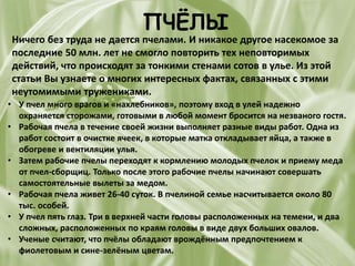 ПЧЁЛЫ
Ничего без труда не дается пчелами. И никакое другое насекомое за
последние 50 млн. лет не смогло повторить тех неповторимых
действий, что происходят за тонкими стенами сотов в улье. Из этой
статьи Вы узнаете о многих интересных фактах, связанных с этими
неутомимыми тружениками.
• У пчел много врагов и «нахлебников», поэтому вход в улей надежно
охраняется сторожами, готовыми в любой момент бросится на незваного гостя.
• Рабочая пчела в течение своей жизни выполняет разные виды работ. Одна из
работ состоит в очистке ячеек, в которые матка откладывает яйца, а также в
обогреве и вентиляции улья.
• Затем рабочие пчелы переходят к кормлению молодых пчелок и приему меда
от пчел-сборщиц. Только после этого рабочие пчелы начинают совершать
самостоятельные вылеты за медом.
• Рабочая пчела живет 26-40 суток. В пчелиной семье насчитывается около 80
тыс. особей.
• У пчел пять глаз. Три в верхней части головы расположенных на темени, и два
сложных, расположенных по краям головы в виде двух больших овалов.
• Ученые считают, что пчёлы обладают врождённым предпочтением к
фиолетовым и сине-зелёным цветам.
 
