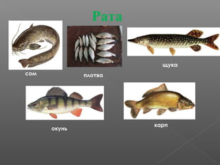 Рата
плотва
окунь
карп
сом
щука
 