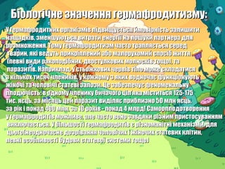 гермафродитизм | PPT