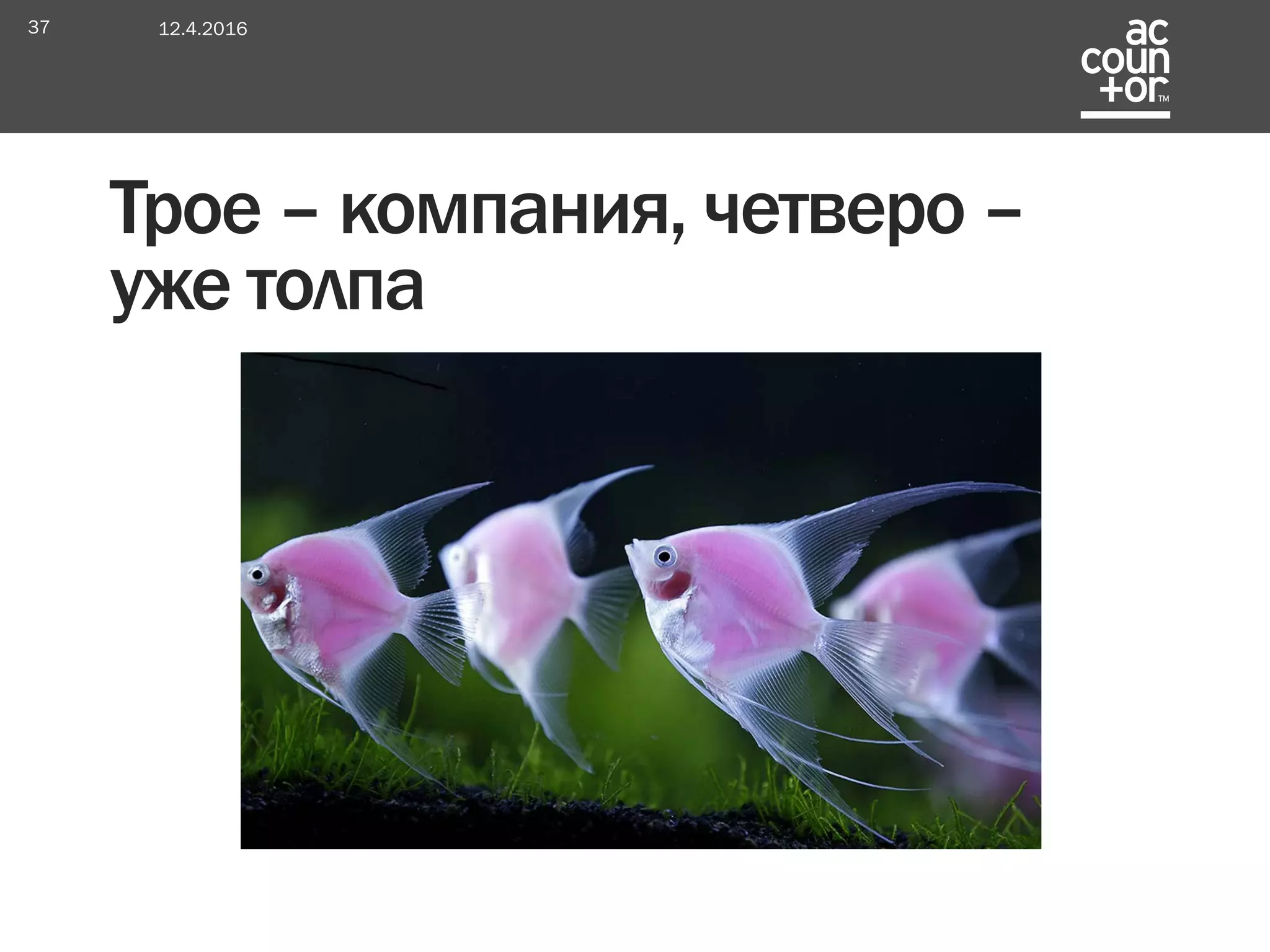 Трое – компания, четверо –
уже толпа
12.4.201637
 