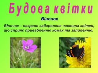 Віночок
Віночок – яскраво забарвлена частина квітки,
що сприяє привабленню комах та запиленню.
 