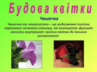 Чашечка
Чашечка та чашолистки – це видозмінені листки
переважно зеленого кольору, які виконують функцію
захисту внутрішніх частин квітки до їхнього
розкривання.
 