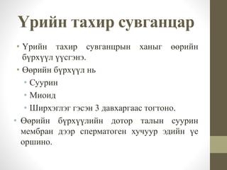 Үрийн тахир сувганцар
• Үрийн тахир сувганцрын ханыг өөрийн
бүрхүүл үүсгэнэ.
• Өөрийн бүрхүүл нь
• Суурин
• Миоид
• Ширхэглэг гэсэн 3 давхаргаас тогтоно.
• Өөрийн бүрхүүлийн дотор талын суурин
мембран дээр сперматоген хучуур эдийн үе
оршино.
 