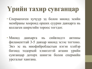 • Сперматоген хучуур эд болон миоид эсийн
мембраны хооронд орших суурин давхарга нь
коллаген ширхгийн тороос тогтдог.
• Миоид давхарга нь сийвэндээ актины
филаменттай 3-5 давхар миоид эсээс тогтоно.
Энэ эс нь миофибробластын нэгэн хэлбэр
бөгөөд тодорхой хэмнэлтэй агшин үрийн
сувганцар доторх шингэн болон спермийн
урсгалыг хангана.
Үрийн тахир сувганцар
 