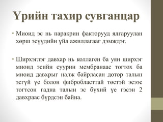 • Миоид эс нь паракрин факторууд ялгаруулан
хөрш эсүүдийн үйл ажиллагааг дэмждэг.
• Ширхэглэг давхар нь коллаген ба уян ширхэг
миоид эсийн суурин мембранаас тогтох ба
миоид давхрыг налж байрласан дотор талын
эсгүй үе болон фибробласттай төстэй эсээс
тогтсон гадна талын эс бүхий үе гэсэн 2
давхраас бүрдсэн байна.
Үрийн тахир сувганцар
 