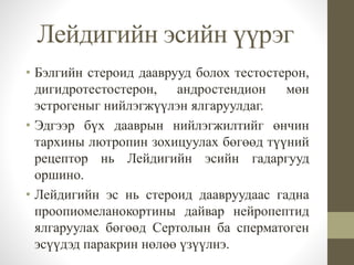 Лейдигийн эсийн үүрэг
• Бэлгийн стероид дааврууд болох тестостерон,
дигидротестостерон, андростендион мөн
эстрогеныг нийлэгжүүлэн ялгаруулдаг.
• Эдгээр бүх дааврын нийлэгжилтийг өнчин
тархины лютропин зохицуулах бөгөөд түүний
рецептор нь Лейдигийн эсийн гадаргууд
оршино.
• Лейдигийн эс нь стероид даавруудаас гадна
проопиомеланокортины дайвар нейропептид
ялгаруулах бөгөөд Сертолын ба сперматоген
эсүүдэд паракрин нөлөө үзүүлнэ.
 
