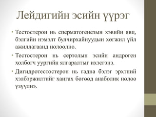 • Тестостерон нь сперматогенезын хэвийн явц,
бэлгийн нэмэлт булчирхайнуудын хөгжил үйл
ажиллагаанд нөлөөлнө.
• Тестостерон нь сертолын эсийн андроген
холбогч уургийн ялгаралтыг ихэсгэнэ.
• Дигидротестостерон нь гадна бэлэг эрхтний
хэлбэржилтийг хангах бөгөөд анаболик нөлөө
үзүүлнэ.
Лейдигийн эсийн үүрэг
 