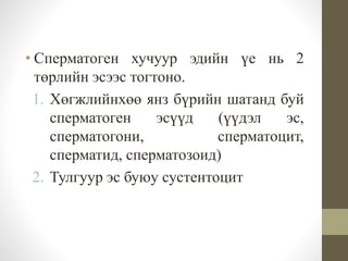 • Сперматоген хучуур эдийн үе нь 2
төрлийн эсээс тогтоно.
1. Хөгжлийнхөө янз бүрийн шатанд буй
сперматоген эсүүд (үүдэл эс,
сперматогони, сперматоцит,
сперматид, сперматозоид)
2. Тулгуур эс буюу сустентоцит
 