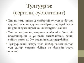 Тулгуур эс
(сертоли, сустентоцит)
• Энэ нь том, пирамид хэлбэртэй хучуур эс бөгөөд
суурин хэсэг нь суурин мембран дээр орой хэсэг
нь үрийн сувганцрын хөндийд хүрсэн байдаг.
• Энэ эс нь нилээд өвөрмөц хэлбэрийн бөөмтэй,
бөөмөнцөр нь 3 үе болж тасархайтсан, эсийн
сийвэн дотор нь бүх төрлийн эрхтэнцэр байдаг.
• Тулгуур эсийн хажуу талд хонхор байдаг бөгөөд
үүн дотор хөгжиж байгаа эр бэлгийн эсүүд
оршино
 