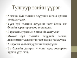 Тулгуур эсийн үүрэг
• Хөгжиж буй бэлгийн эсүүдийн бичил орчныг
нөхцөлдүүлэх
• Үүсч буй бэлгийн эсүүдийг хорт бодис янз
бүрийн эсрэгтөрөгчөөс тусгаарлах
• Дархлааны урвалын хөгжлийг саатуулах
• Мөхөж буй бэлгийн эсүүдийг залгих,
лизосомын тусламжтайгаар задлан хайлуулах
• Андроген холбогч уураг нийлэгжүүлэх
• Эр бэлгийн дааврыг сперматидад зөөвөрлөн
хүргэх үүрэгтэй.
 