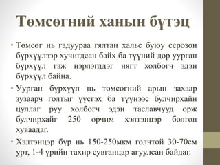 Төмсөгний ханын бүтэц
• Төмсөг нь гадуураа гялтан хальс буюу серозон
бүрхүүлээр хучигдсан байх ба түүний дор уурган
бүрхүүл гэж нэрлэгддэг нягт холбогч эдэн
бүрхүүл байна.
• Уурган бүрхүүл нь төмсөгний арын захаар
зузаарч голтыг үүсгэх ба түүнээс булчирхайн
цуллаг руу холбогч эдэн таславчууд орж
булчирхайг 250 орчим хэлтэнцэр болгон
хуваадаг.
• Хэлтэнцэр бүр нь 150-250мкм голчтой 30-70см
урт, 1-4 үрийн тахир сувганцар агуулсан байдаг.
 